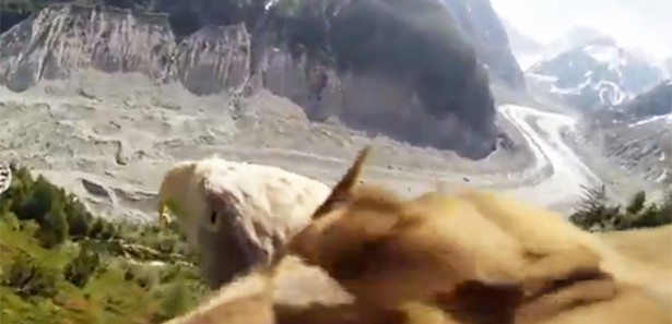 Bir kartala kamera bağlanırsa