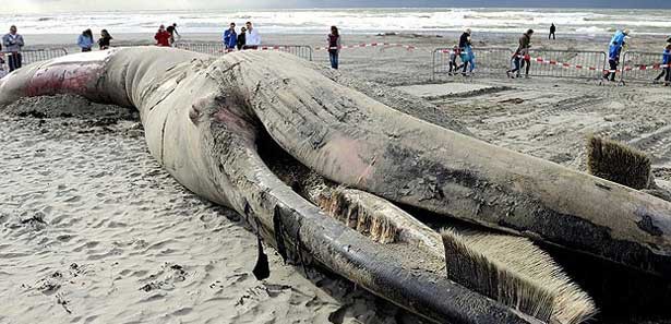 Hollandada dev balina sahile vurdu