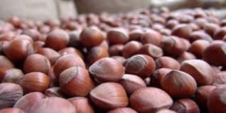 Sigorta eksperleri fındık bahçelerinde hasar tespitine başladı