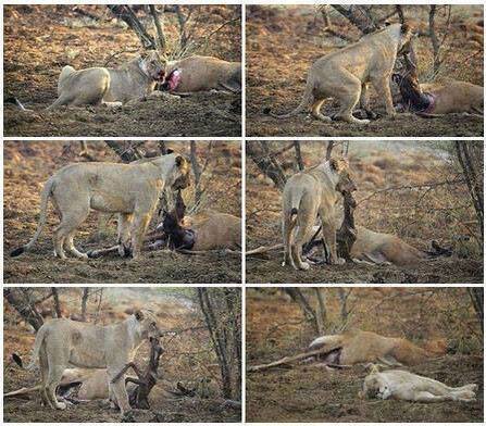 ASLAN YÜREKLİ OLMAK