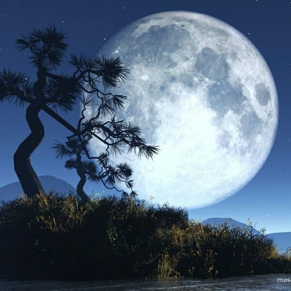 PAL SOKAĞI ÇOCUKLARI 7.3.2015