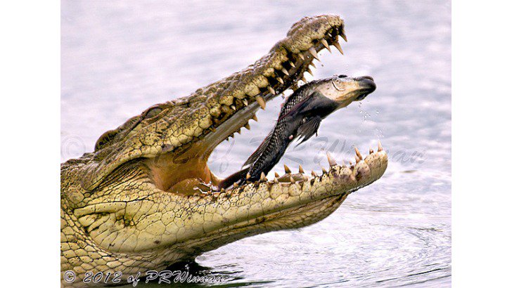 Dolandırıcılık girişimi ve ?